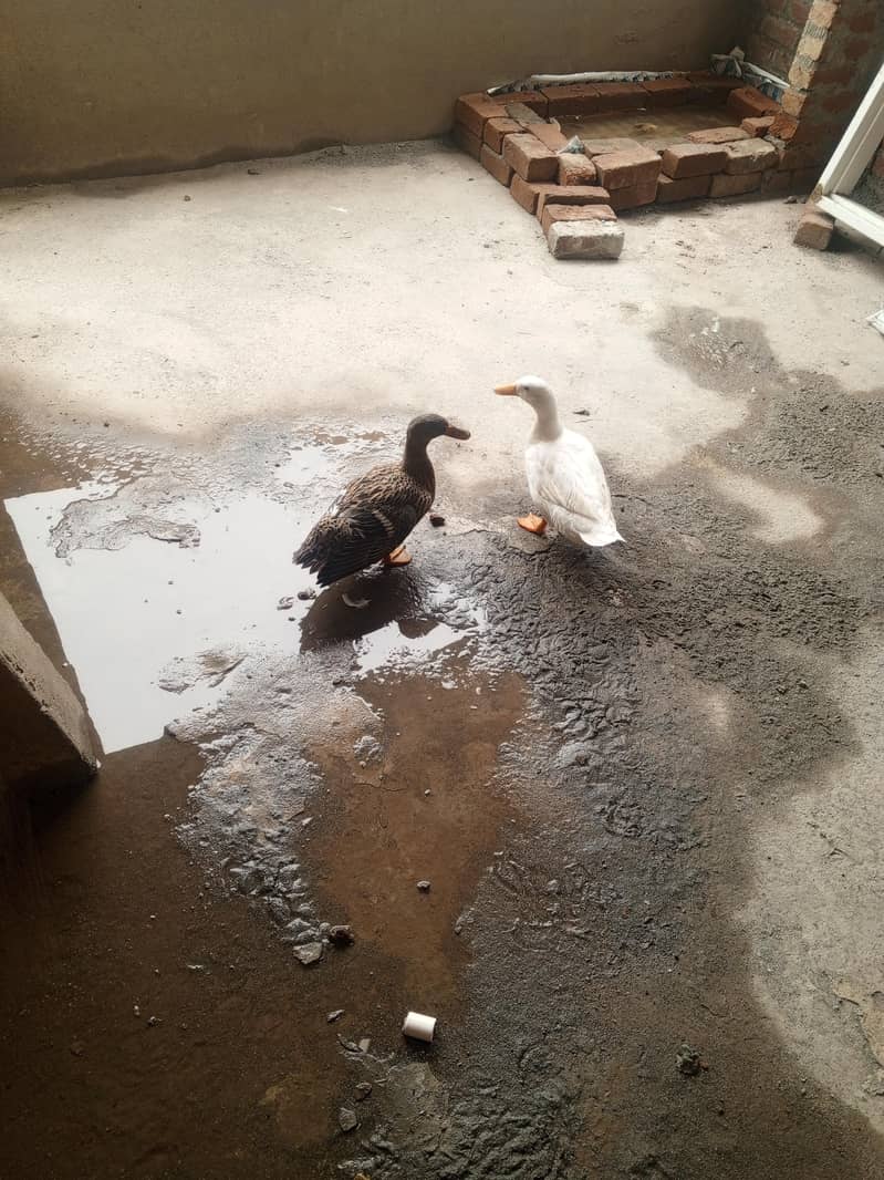 duck pair available 2