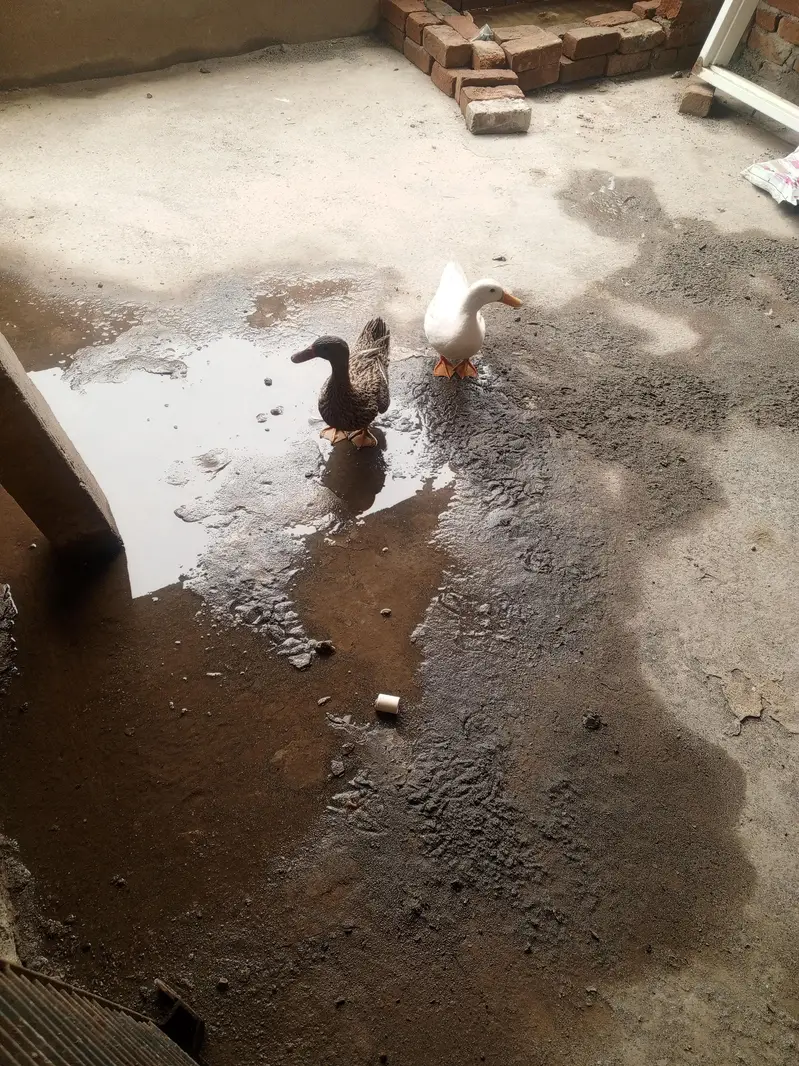 duck pair available — photo 4