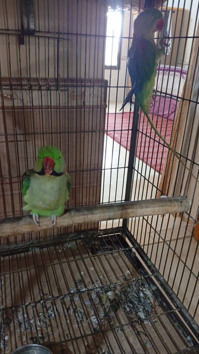 Pahari Parrot Pair