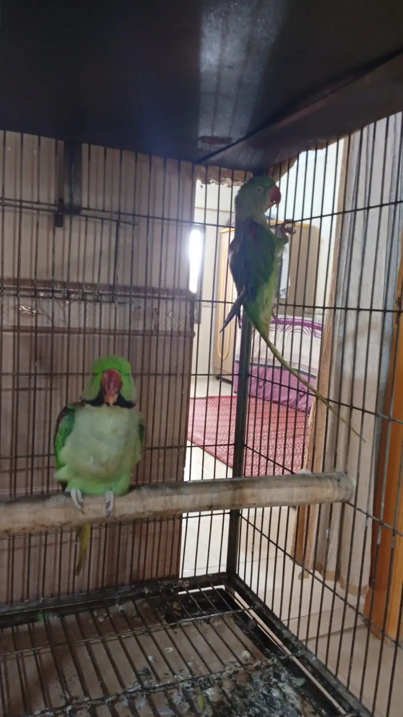 Pahari Parrot Pair — photo 2