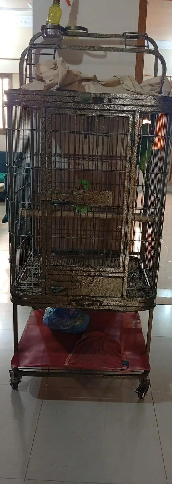 Pahari Parrot Pair — photo 3