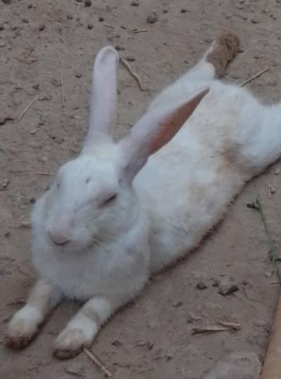 White Rabbit for Sale Red Eyes 10 pice