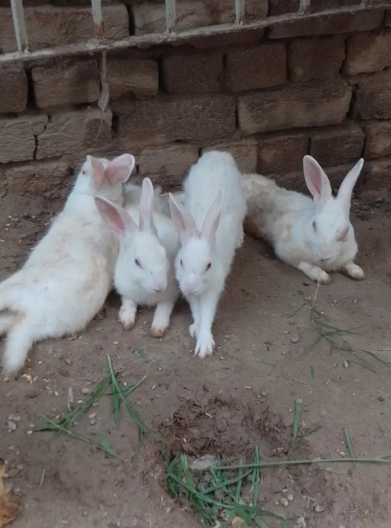 White Rabbit for Sale Red Eyes 10 pice — photo 2