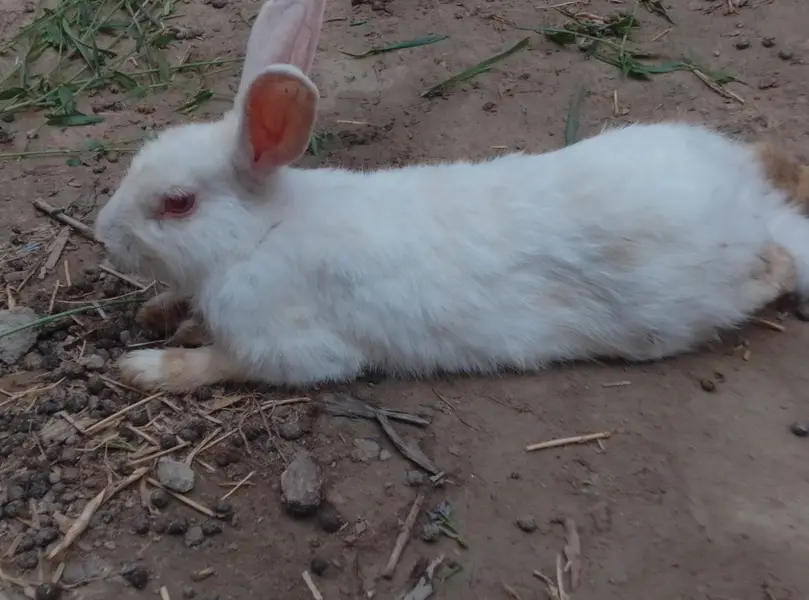 White Rabbit for Sale Red Eyes 10 pice — photo 3