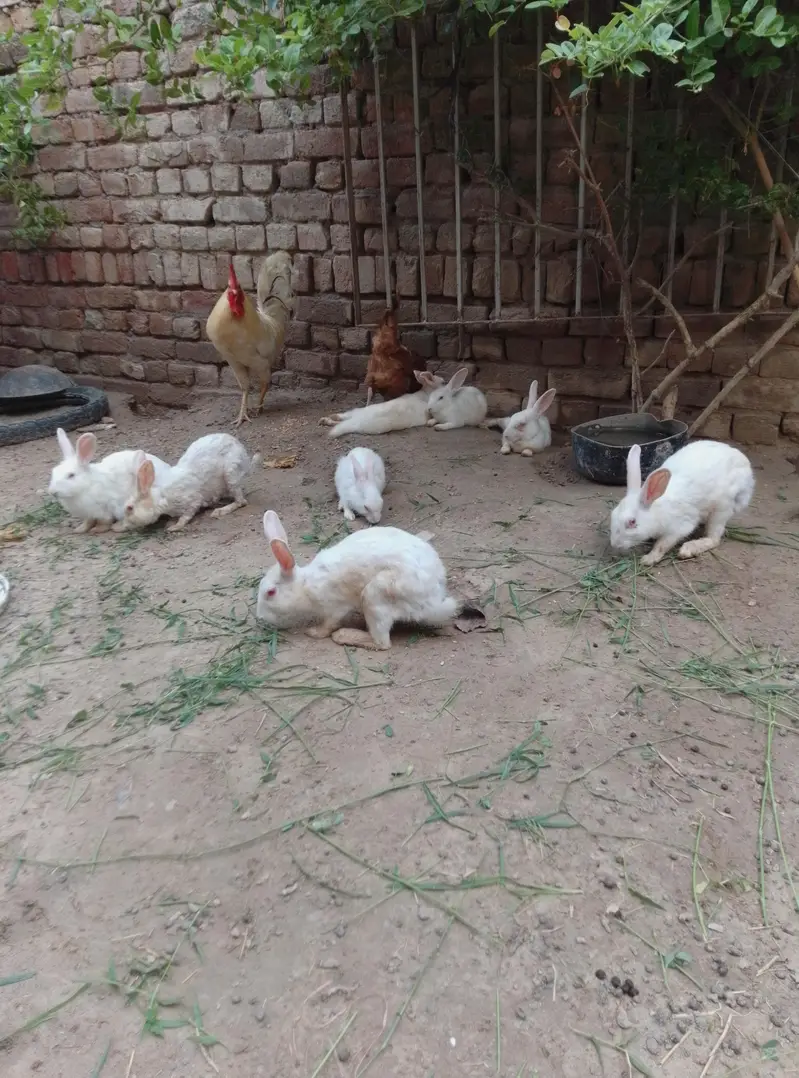 White Rabbit for Sale Red Eyes 10 pice — photo 4