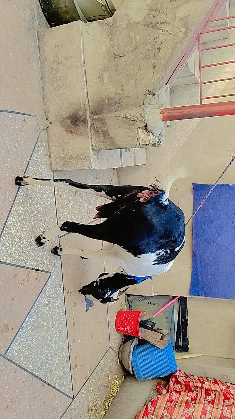 urgent sale — photo 9