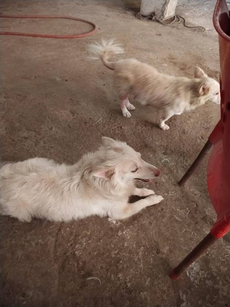 Russian Breader Pair 2
