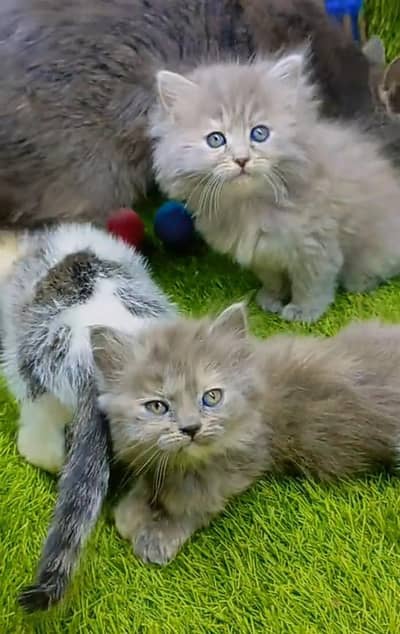 Persian kitten for sale coated. 03317047936=more WhatsApp
