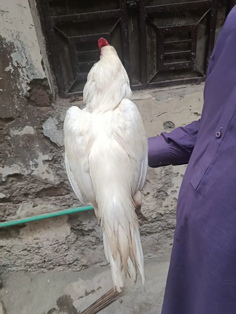 pure paper white aseel male high quality — photo 5