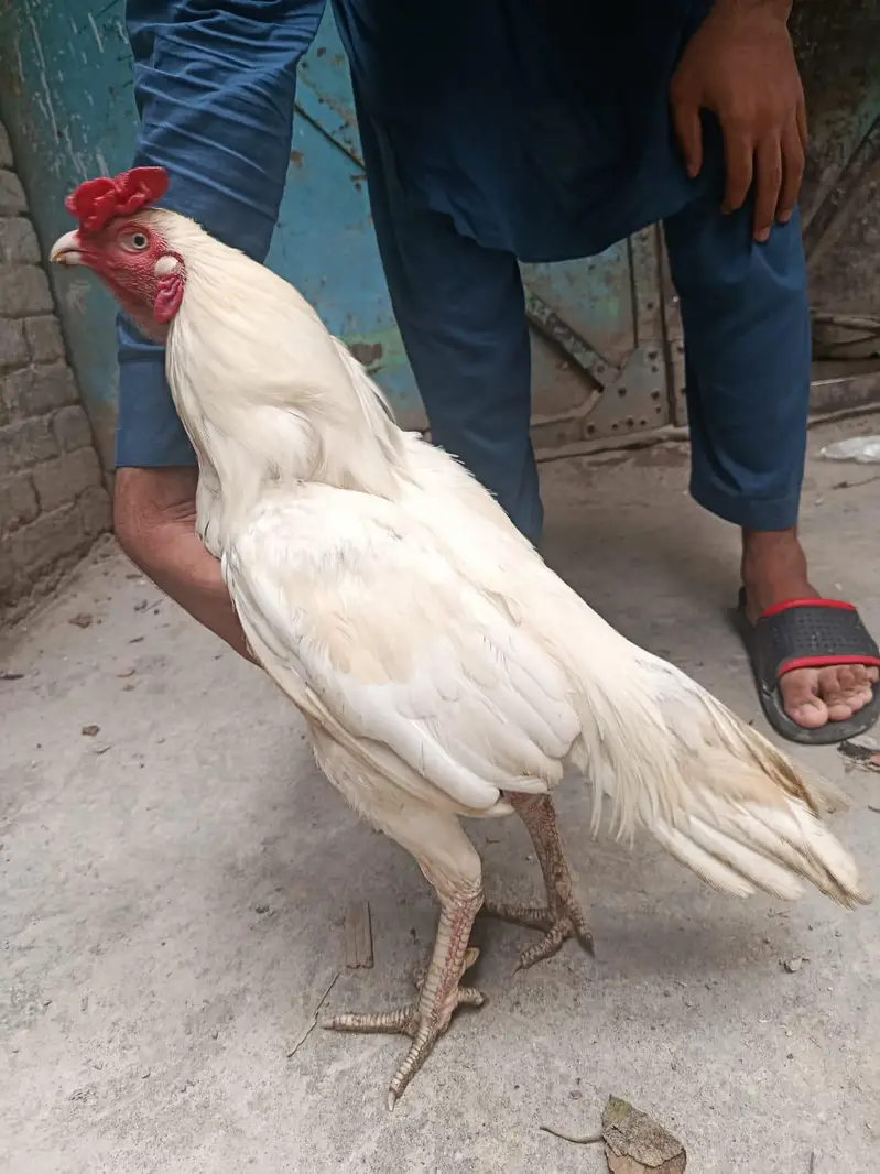 pure paper white aseel male high quality — photo 6
