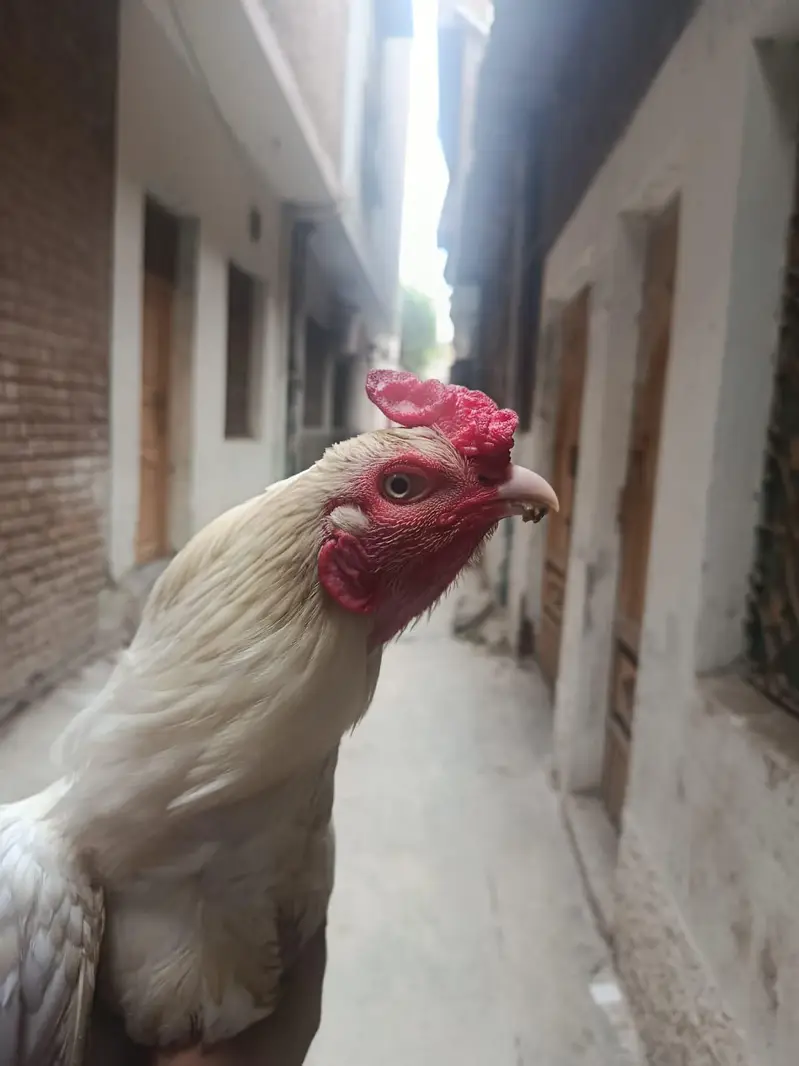 pure paper white aseel male high quality — photo 7
