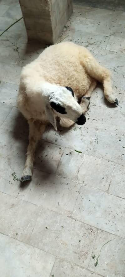 1 Dumba Kharay ka Nasli Active