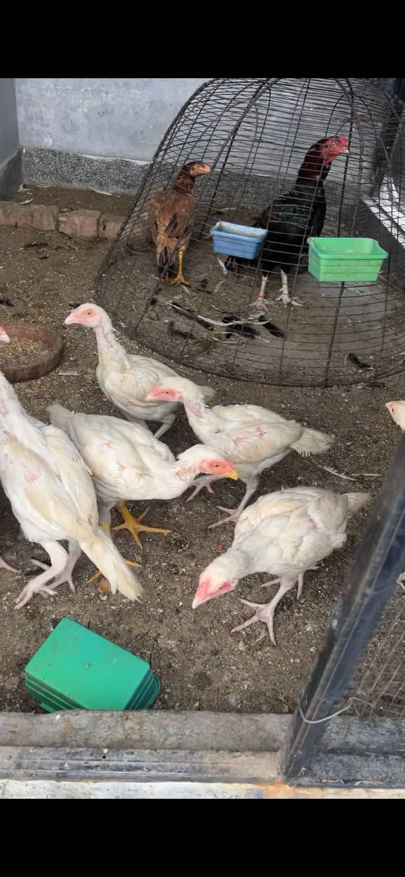 Heera Chicks 0