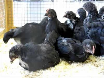 Black Austrlorp cheeks for sale Vaccinated 460