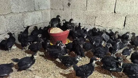 Black Austrlorp cheeks for sale Vaccinated 460 — photo 2