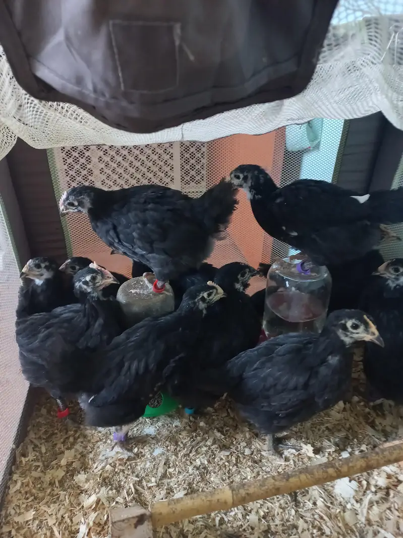 Black Austrlorp cheeks for sale Vaccinated 460 — photo 4