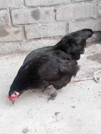 bantum hen egg laying