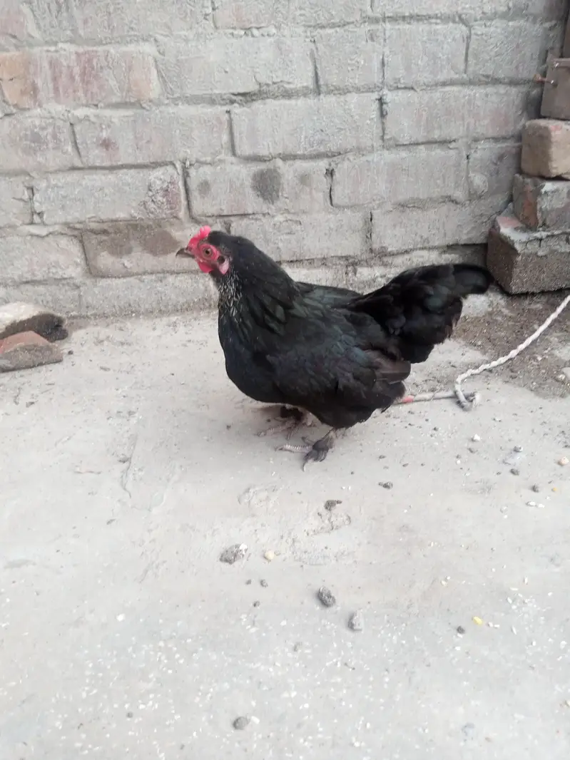 bantum hen egg laying — photo 2