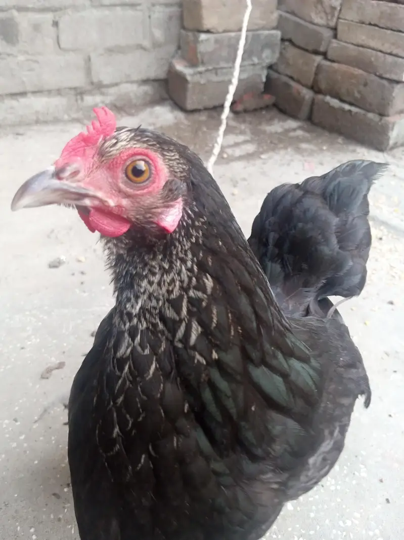 bantum hen egg laying — photo 3