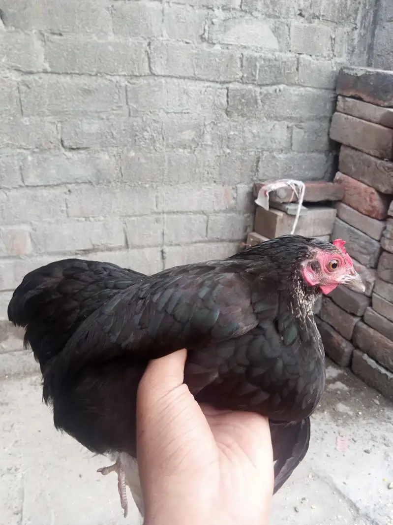 bantum hen egg laying — photo 4
