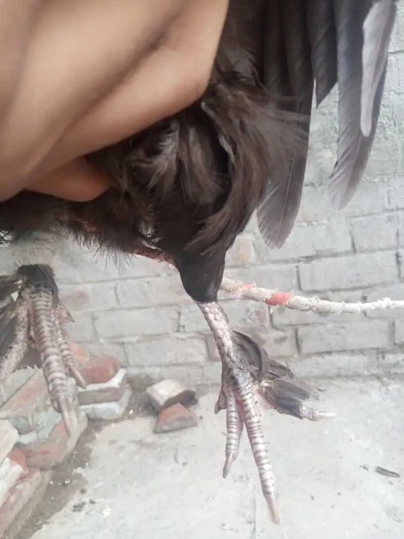 bantum hen egg laying — photo 5