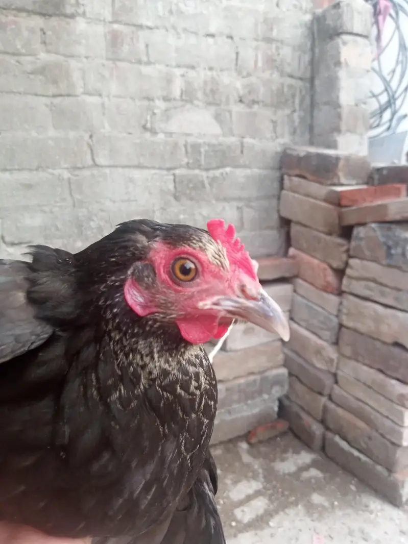 bantum hen egg laying — photo 6
