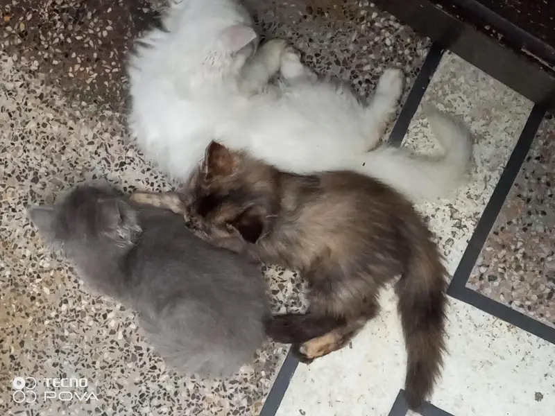 Persian triple coat kittens. — photo 9