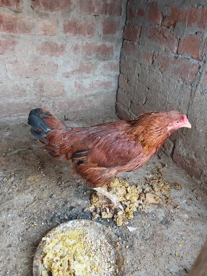 Kurk murgi — photo 2