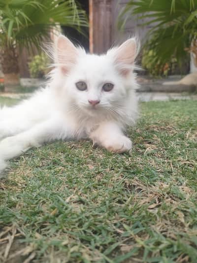 persian cats for sale