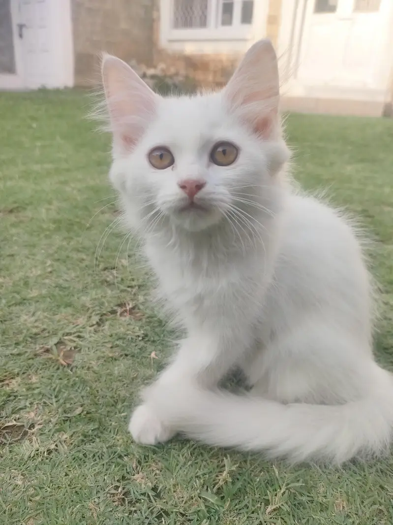 persian cats for sale — photo 2