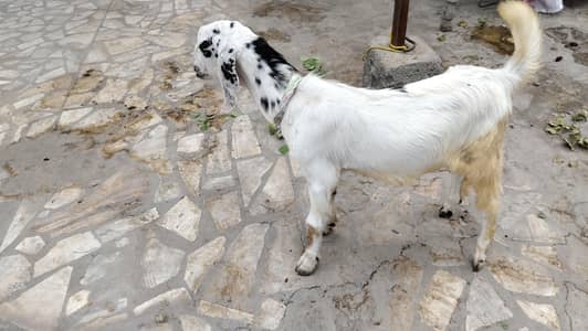 bakra