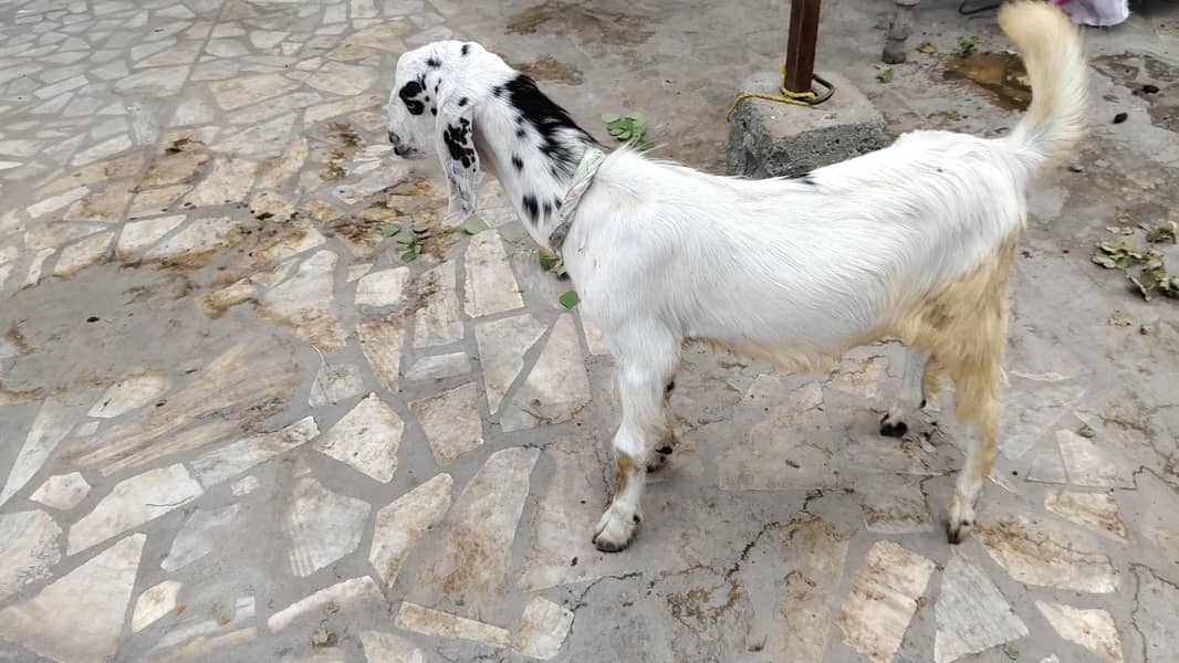 bakra 0