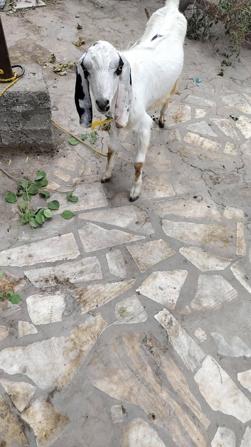 bakra 1