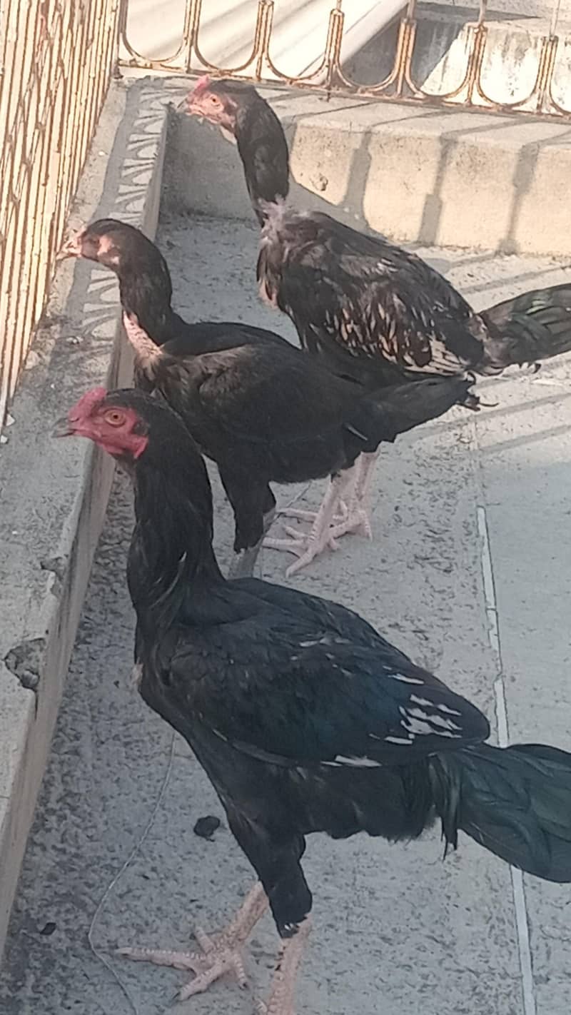 chick's 0
