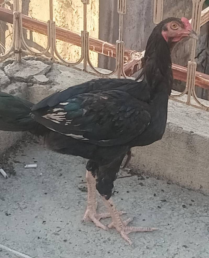 chick's 1