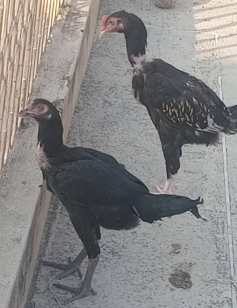 chick's 2