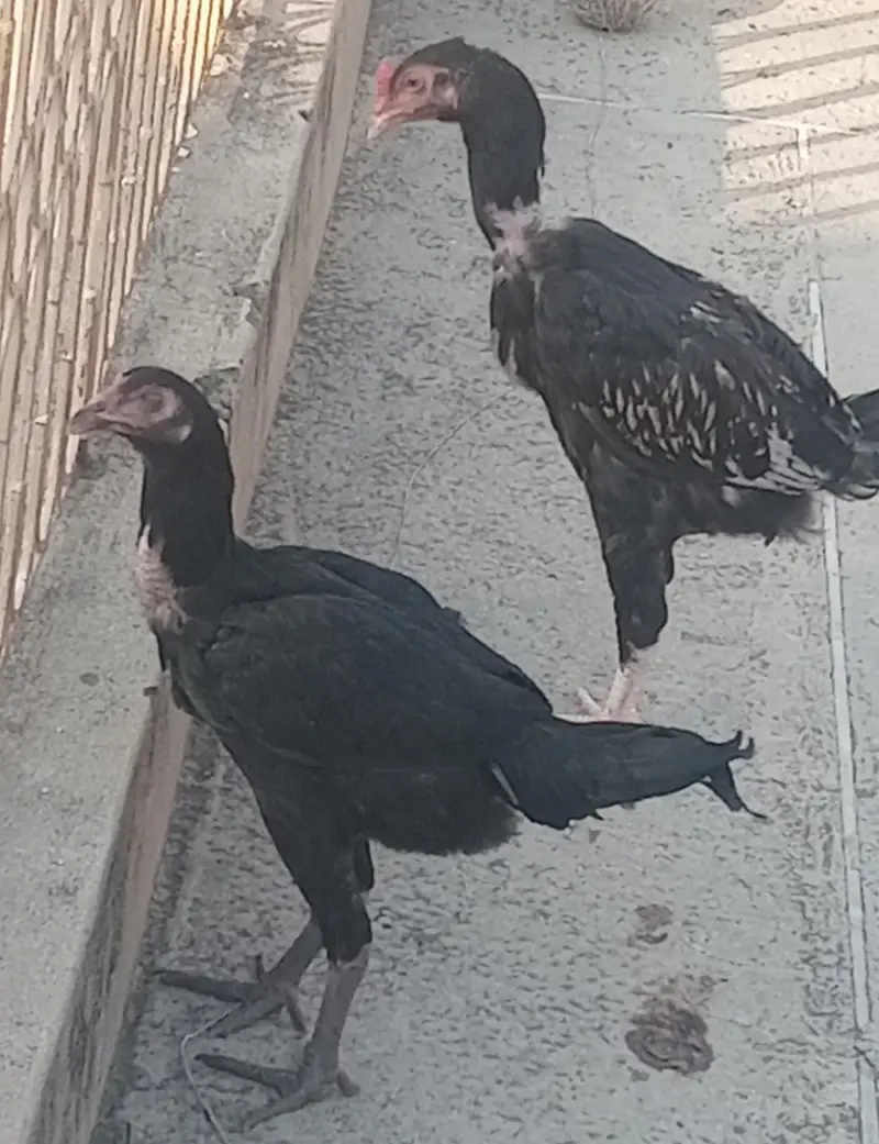 chick's — photo 3
