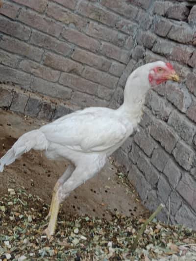 Heera aseel
