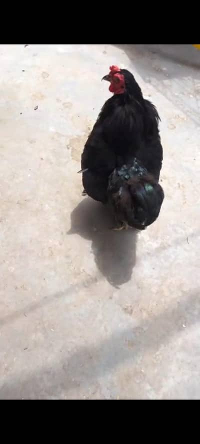 golden buff chiks whtspp 03311079150
