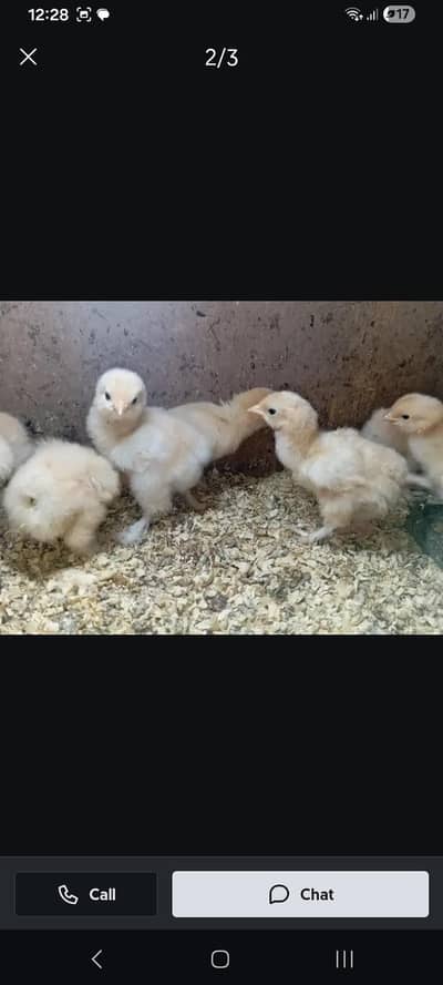 golden buff chiks whtspp 03311079150