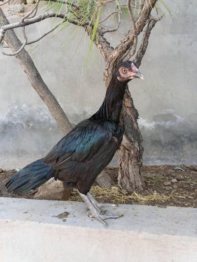 Jet Black Aseel females
