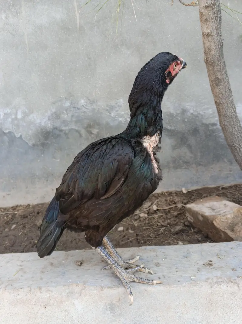 Jet Black Aseel females — photo 3