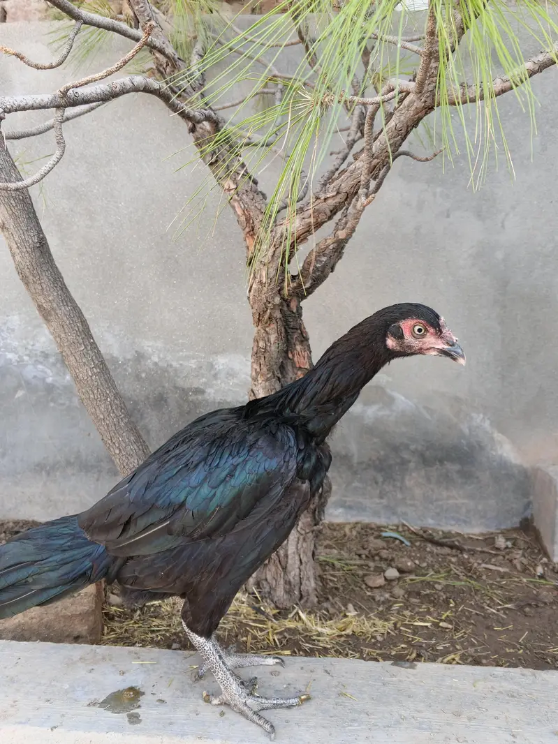 Jet Black Aseel females — photo 4