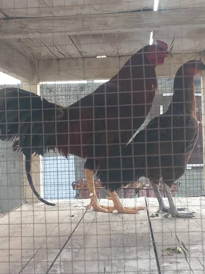hens for sale