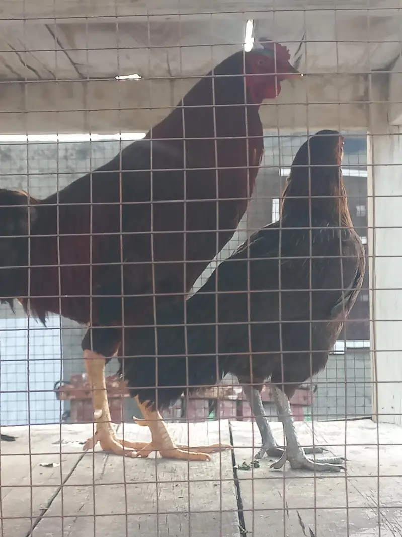 hens for sale — photo 2