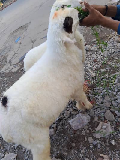 Mundra 2 for sale