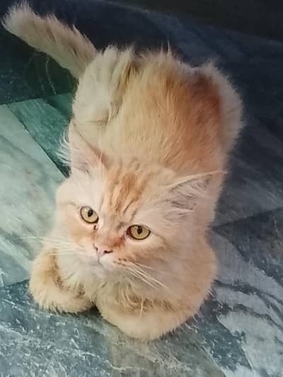 Ginger Persian Male Cat 1 Year Old Liter Trained Healthy