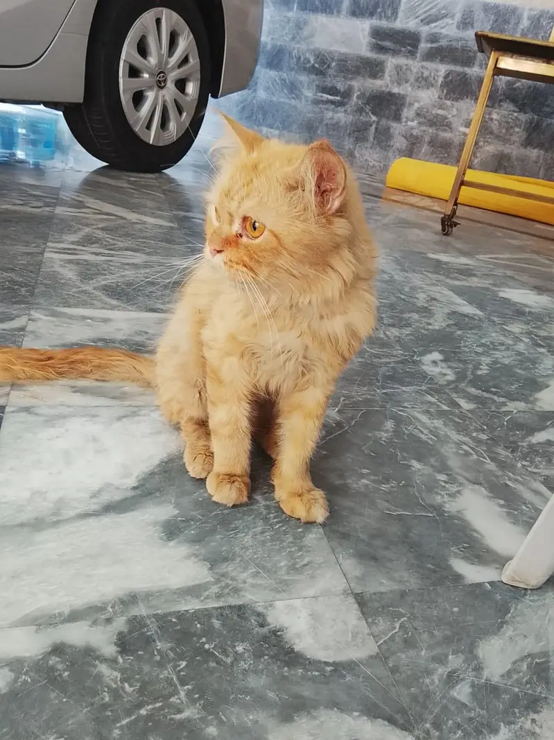 Ginger Persian Male Cat 1 Year Old Liter Trained Healthy — photo 2