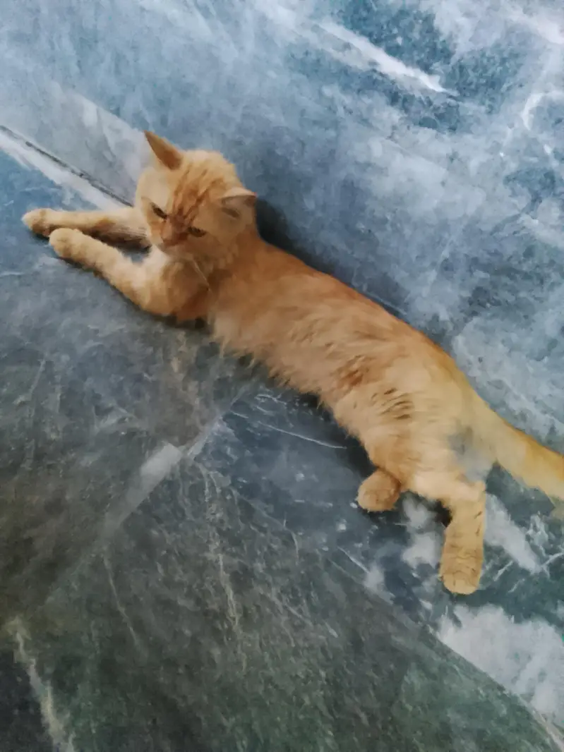 Ginger Persian Male Cat 1 Year Old Liter Trained Healthy — photo 3