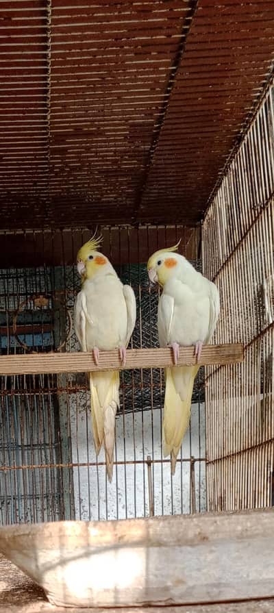 COCKATIEL BREEDER PAIR